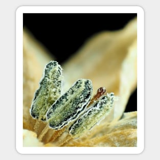 Hot chili pepper flower under the microscope Sticker